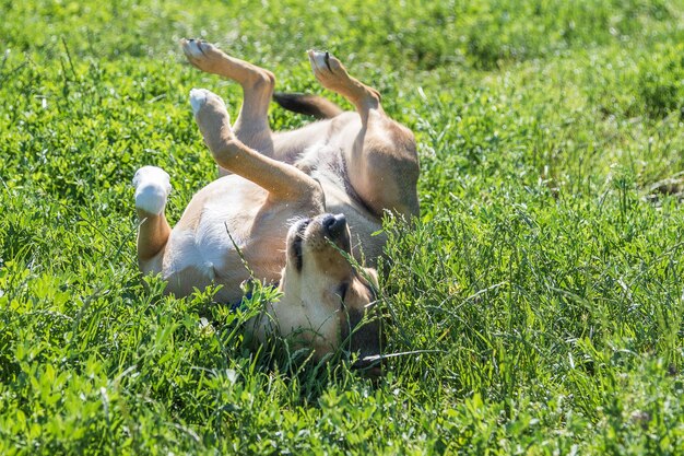 Foto cane che si rilassa sul campo