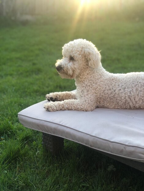 Photo dog relaxing on field