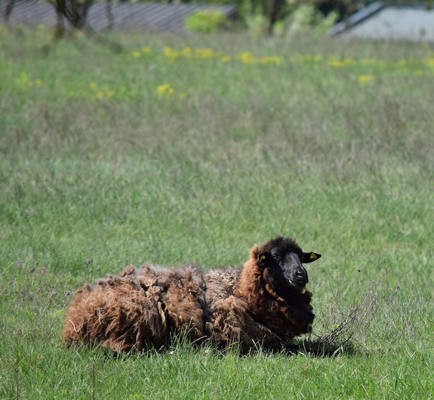 Photo dog relaxing on field