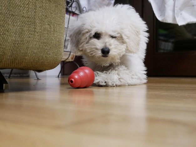 Foto cane che si rilassa sul pavimento a casa