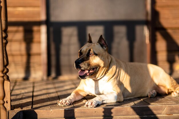 Foto cane che si rilassa sul pavimento