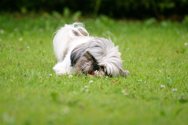 Photo dog relaxing on grass