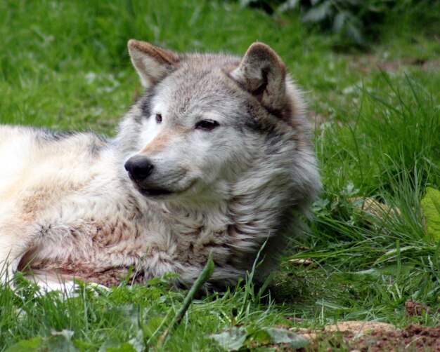 Dog relaxing on grassy field