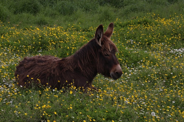 Dog relaxing on grassy field