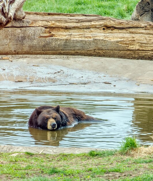 Foto cane che si rilassa in un lago