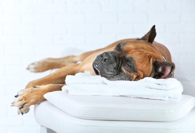 Dog relaxing on massage table on light background