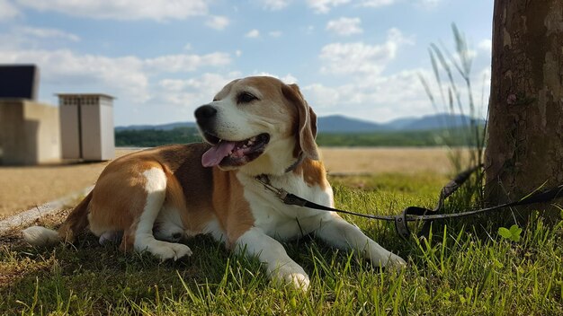 写真 野原でリラックスする犬