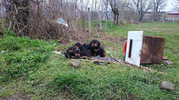 写真 草原でリラックスしている犬