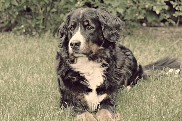 写真 草原でリラックスしている犬