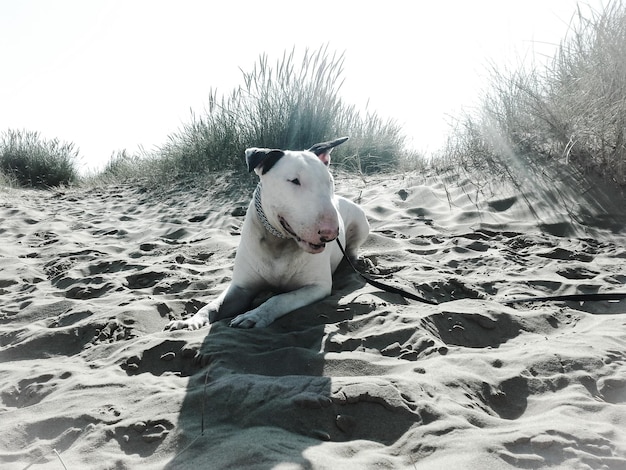 写真 砂の上でリラックスする犬