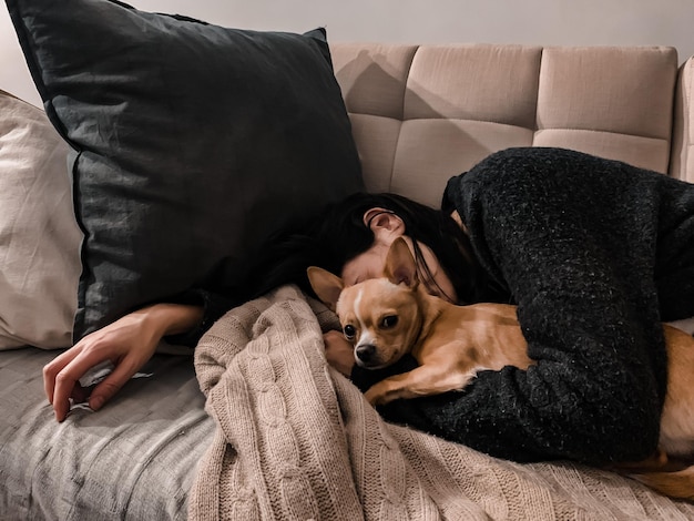 写真 犬が自宅のソファでリラックスしている