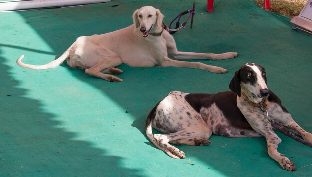 Dog relaxing outdoors