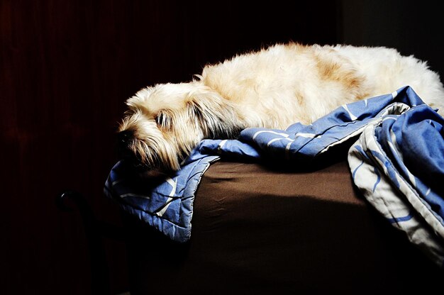 Dog relaxing on pet bed