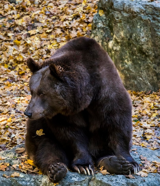 Foto cane che si rilassa sulla roccia