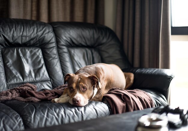 Photo dog relaxing on sofa at home