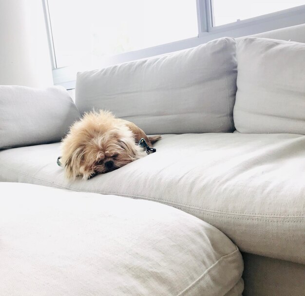 犬が自宅のソファでリラックスしている
