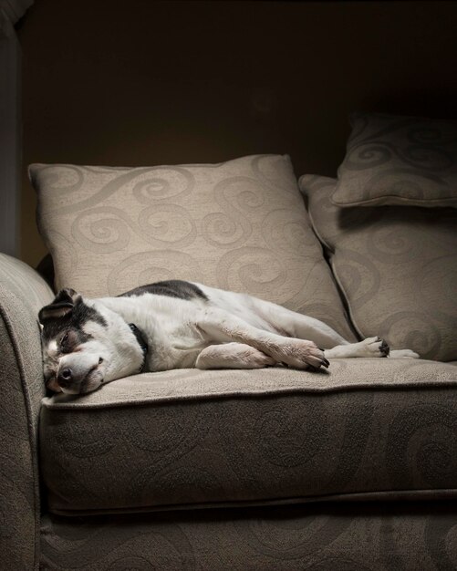 Photo dog relaxing on sofa at home