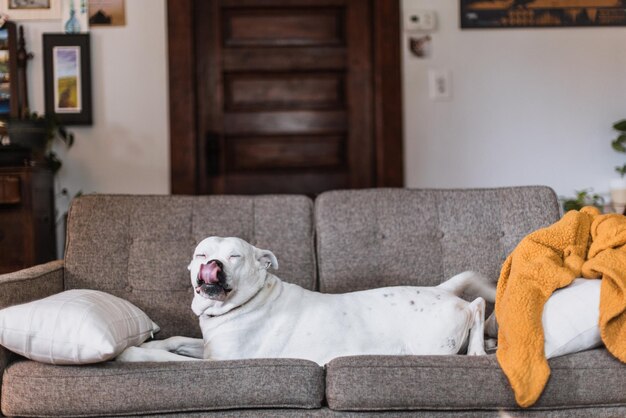 Photo dog relaxing on sofa