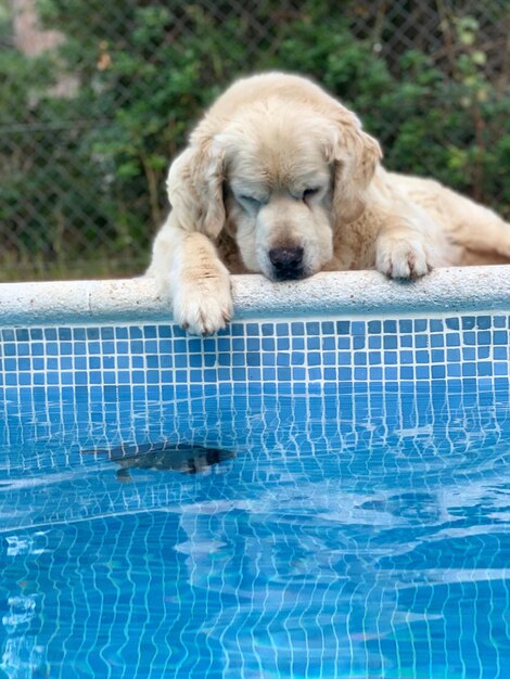 Dog relaxing in swimming pool