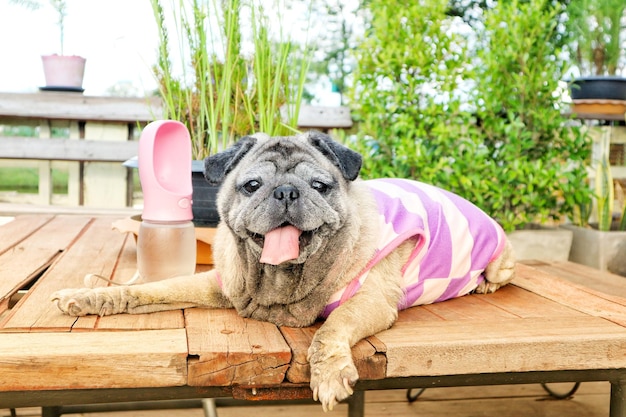 Photo dog relaxing on table