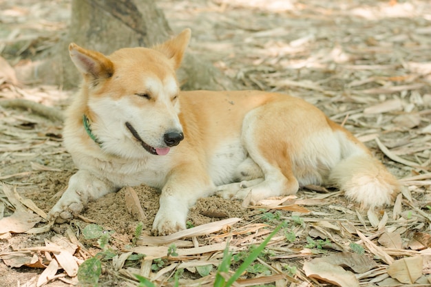 木と土の下でくつろいでいる犬。