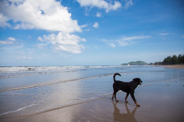 ビーチを歩いてリラックスした犬、海の黒犬。