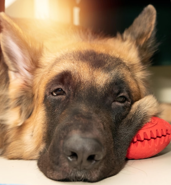 床のテーブルの下に犬の休憩