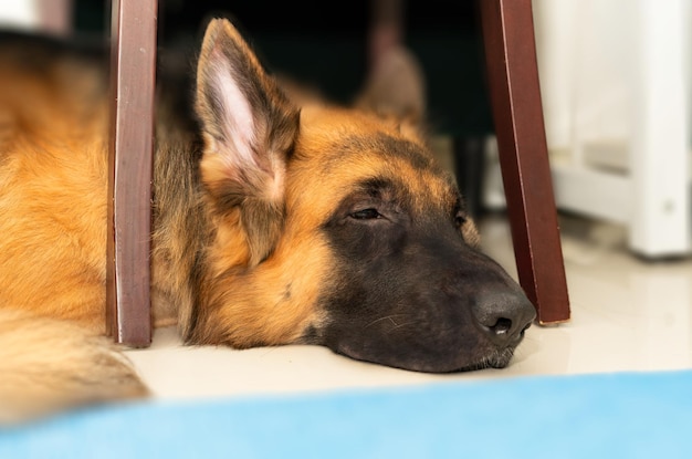 Il cane riposa sotto il tavolo sul pavimento