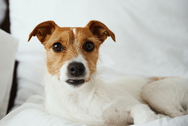 Dog resting at the bed and looking at camera