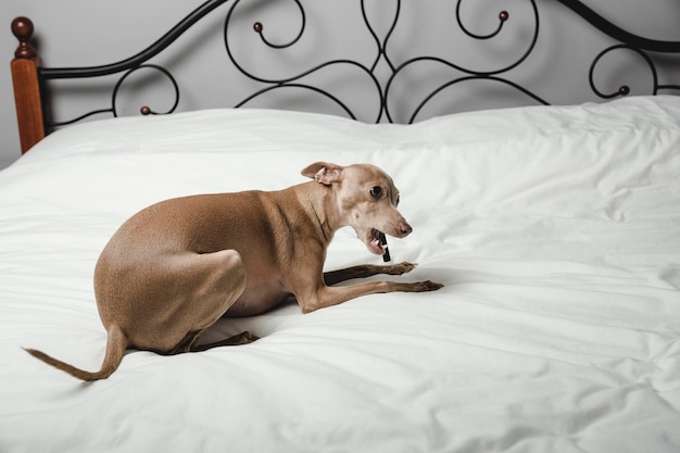 Foto cane che si riposa sul letto
