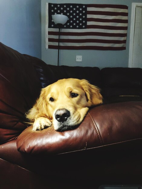 Foto cane che si riposa sul divano a casa