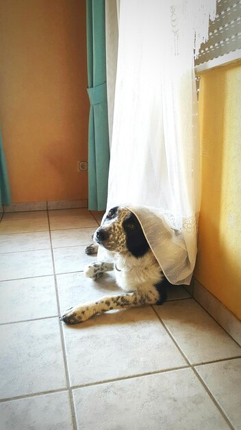 Dog resting below curtain on tiled floor at home