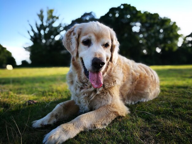 Foto cane che si riposa sul campo