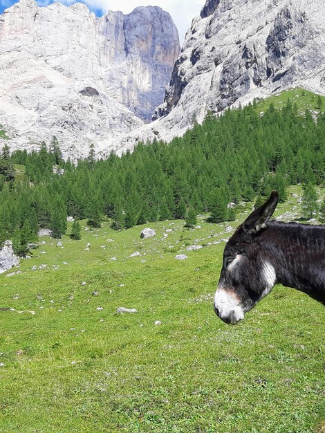 Foto cane che si riposa sul campo