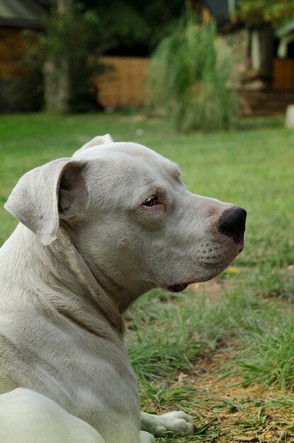 dog resting on the grass dogo argentino lying down with copy space