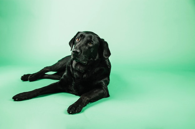 Dog resting on green background