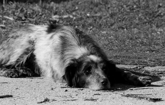 Photo dog resting on ground