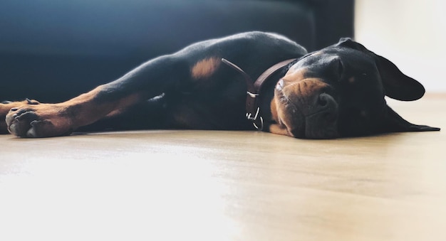 写真 家の床で休んでいる犬