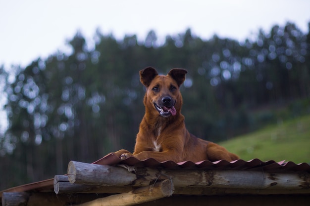 Dog resting on the roof of a farm