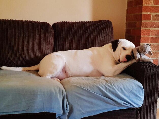 Photo dog resting on sofa at home