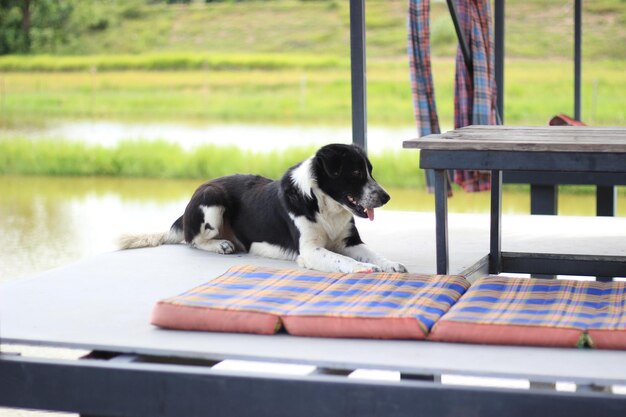 Photo dog resting on table