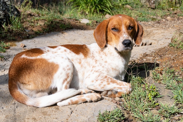 Dog resting with sad look