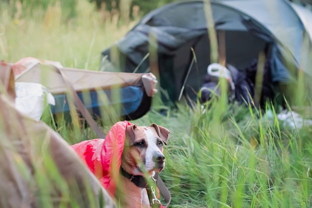 キャンプ場でカヌーボートの前の寝袋に犬が横たわっています。