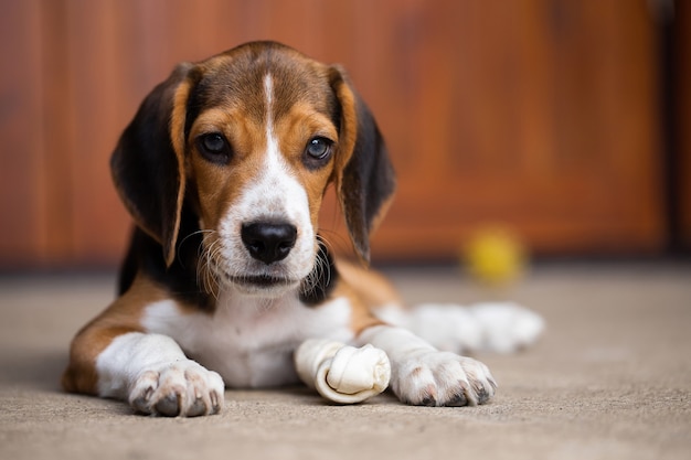 Photo dog ripping dessert apart beagle dog purebred