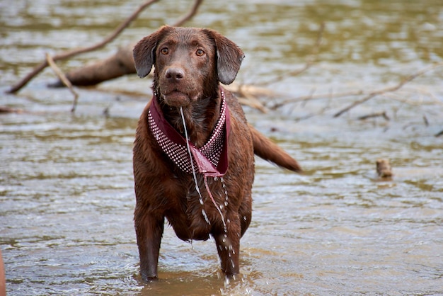 Foto un cane in un fiume che indossa una sciarpa con la scritta 