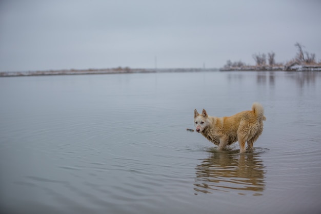 Собака на реке