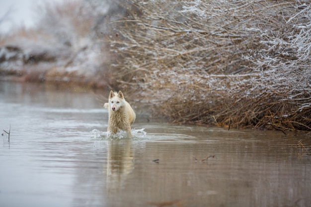 The dog on the river