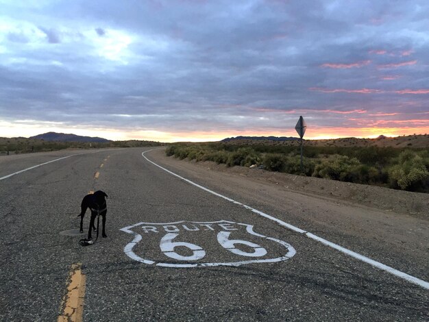 Photo dog on road against cloudy sky