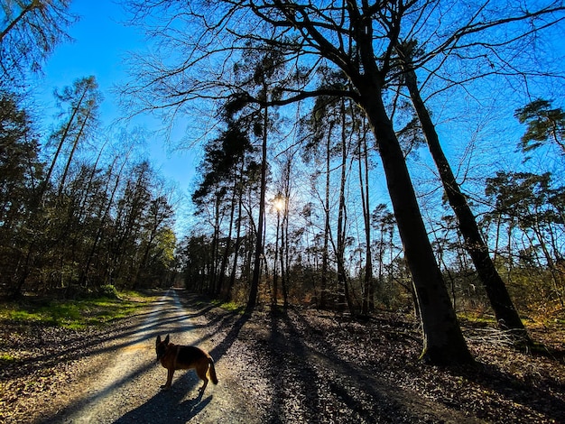 Dog on road amidst trees in forest
