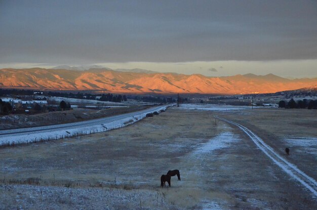 Dog on road by mountains against sky during sunset